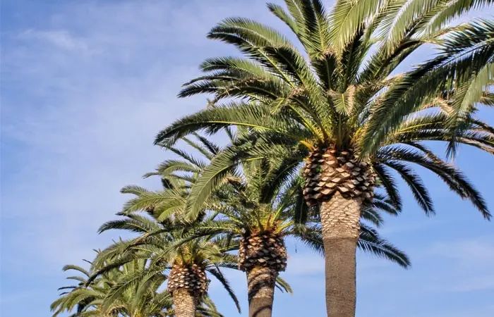 Palm Tree Care for Pineapple Shaped Varieties