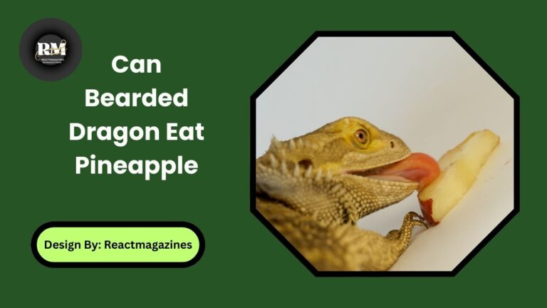 Can Bearded Dragon Eat Pineapple