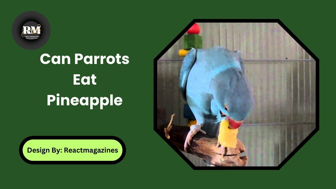 Can Parrots Eat Pineapple