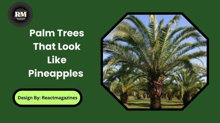 Palm Trees That Look Like Pineapples