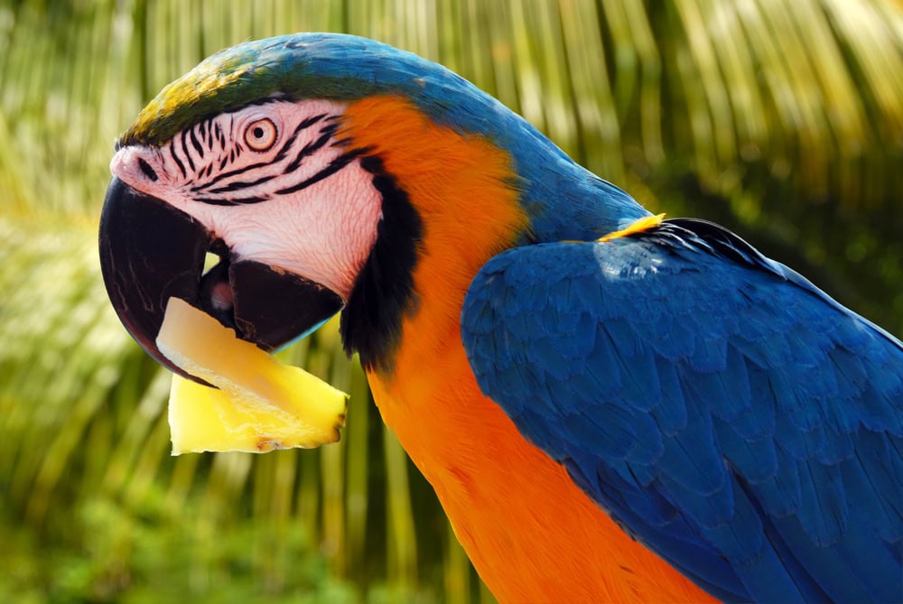 Pineapple Nutrition for Birds