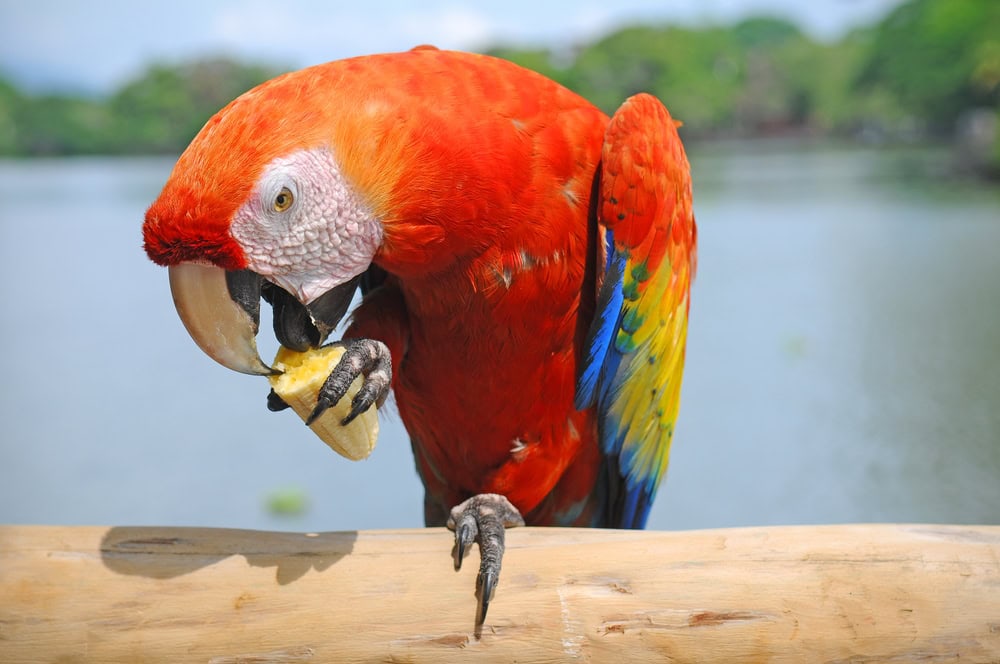 Veterinarian Advice on Feeding Pineapple to Birds