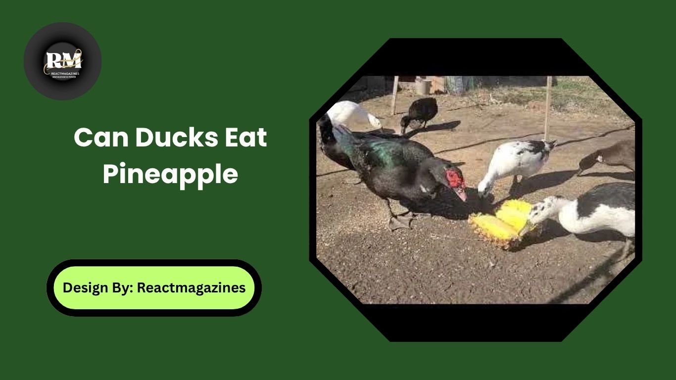 Can Ducks Eat Pineapple